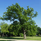 Bur Oak