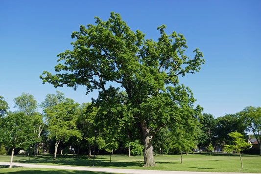 Bur Oak