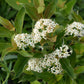 Gray Dogwood