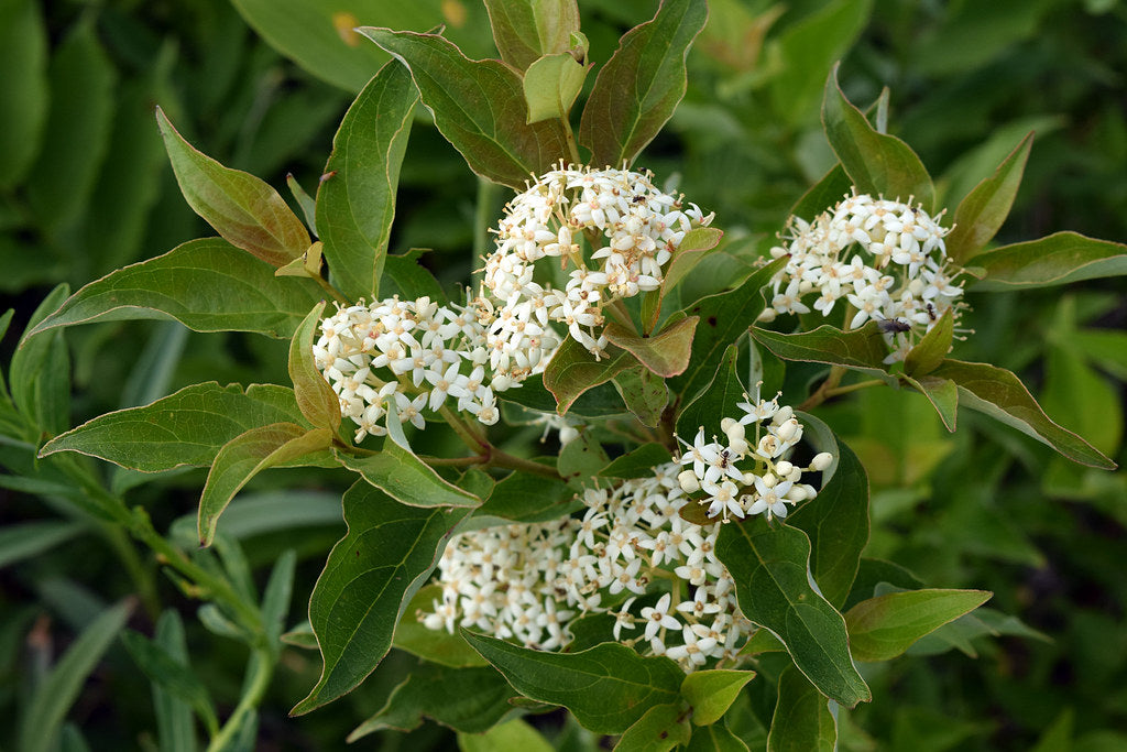 Gray Dogwood
