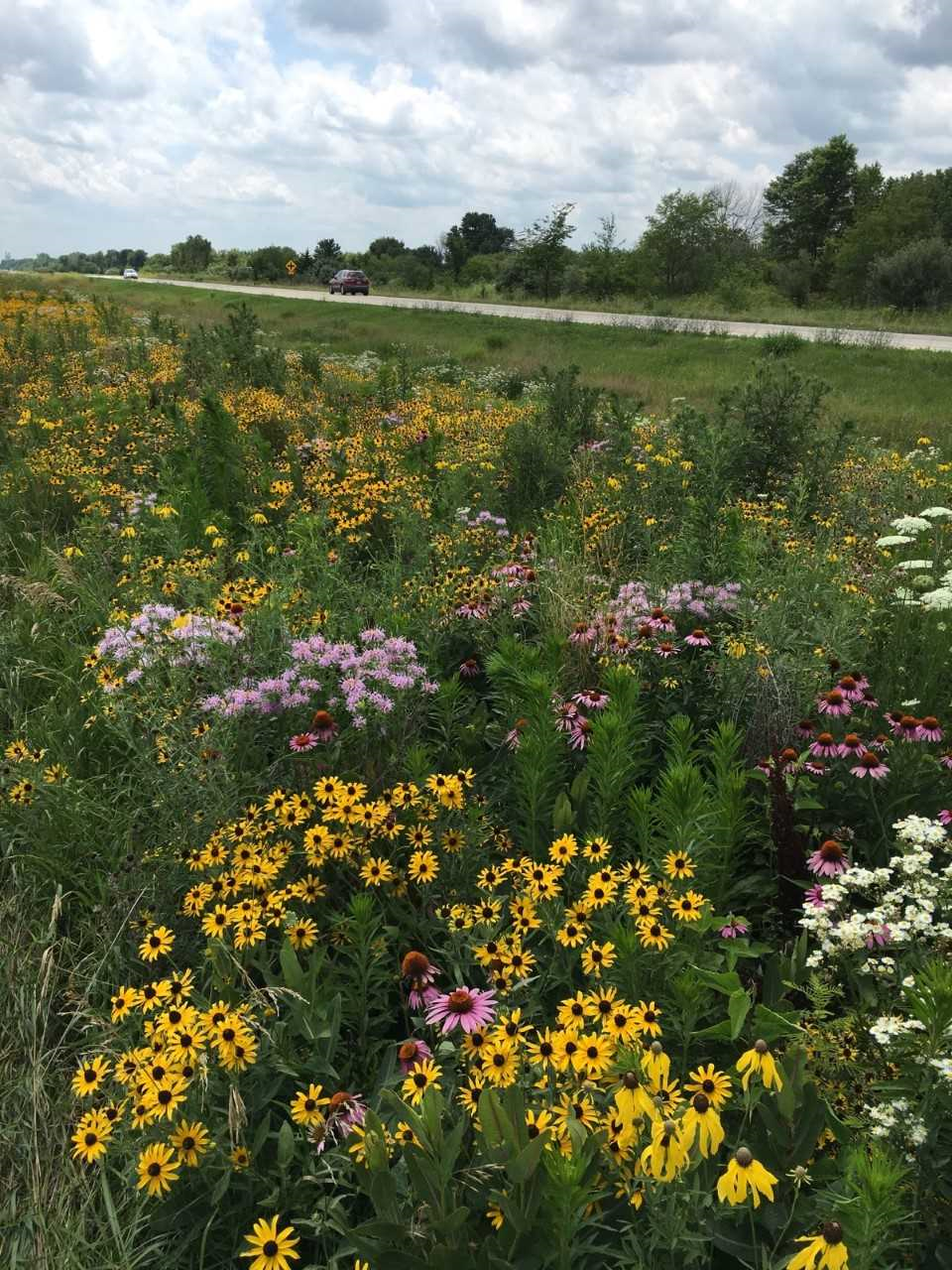 Midwest Pollinator Plus