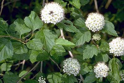 Common Ninebark