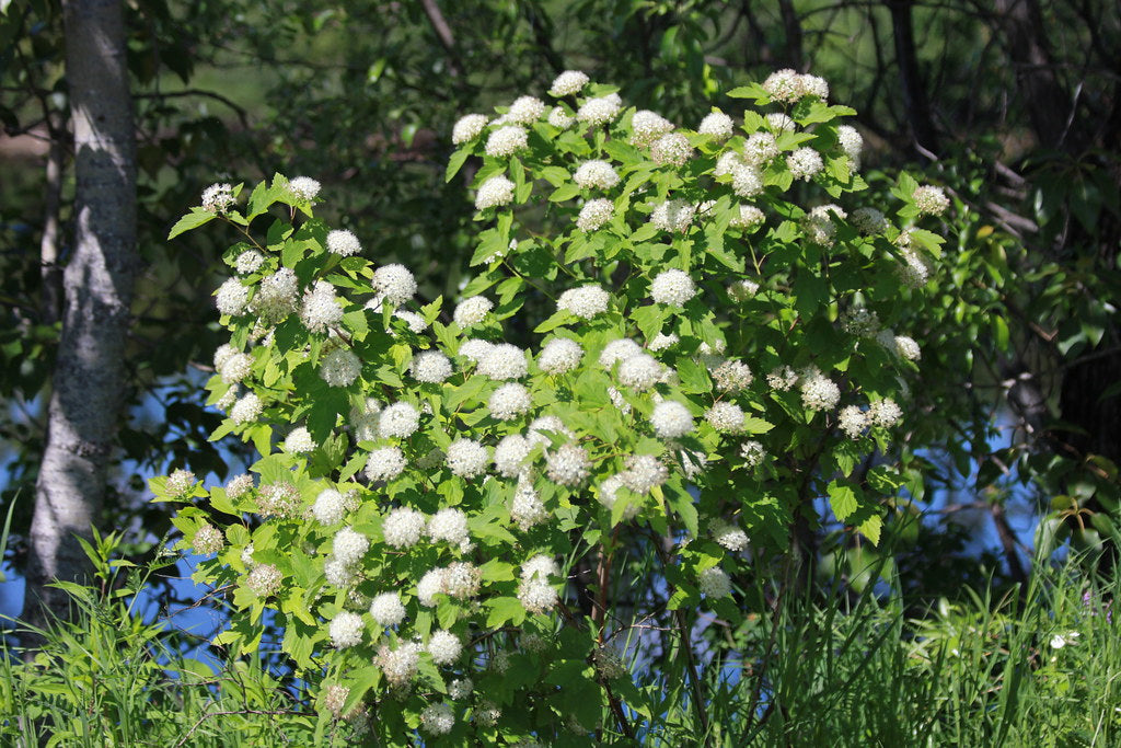 Common Ninebark