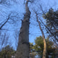 Paper Birch
