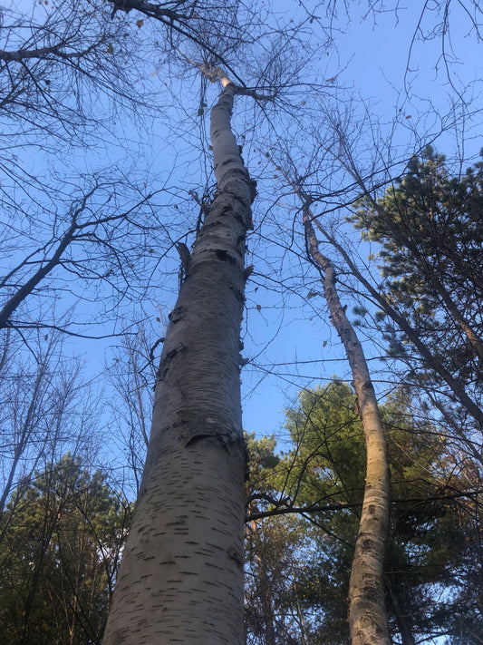 Paper Birch
