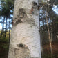 Paper Birch