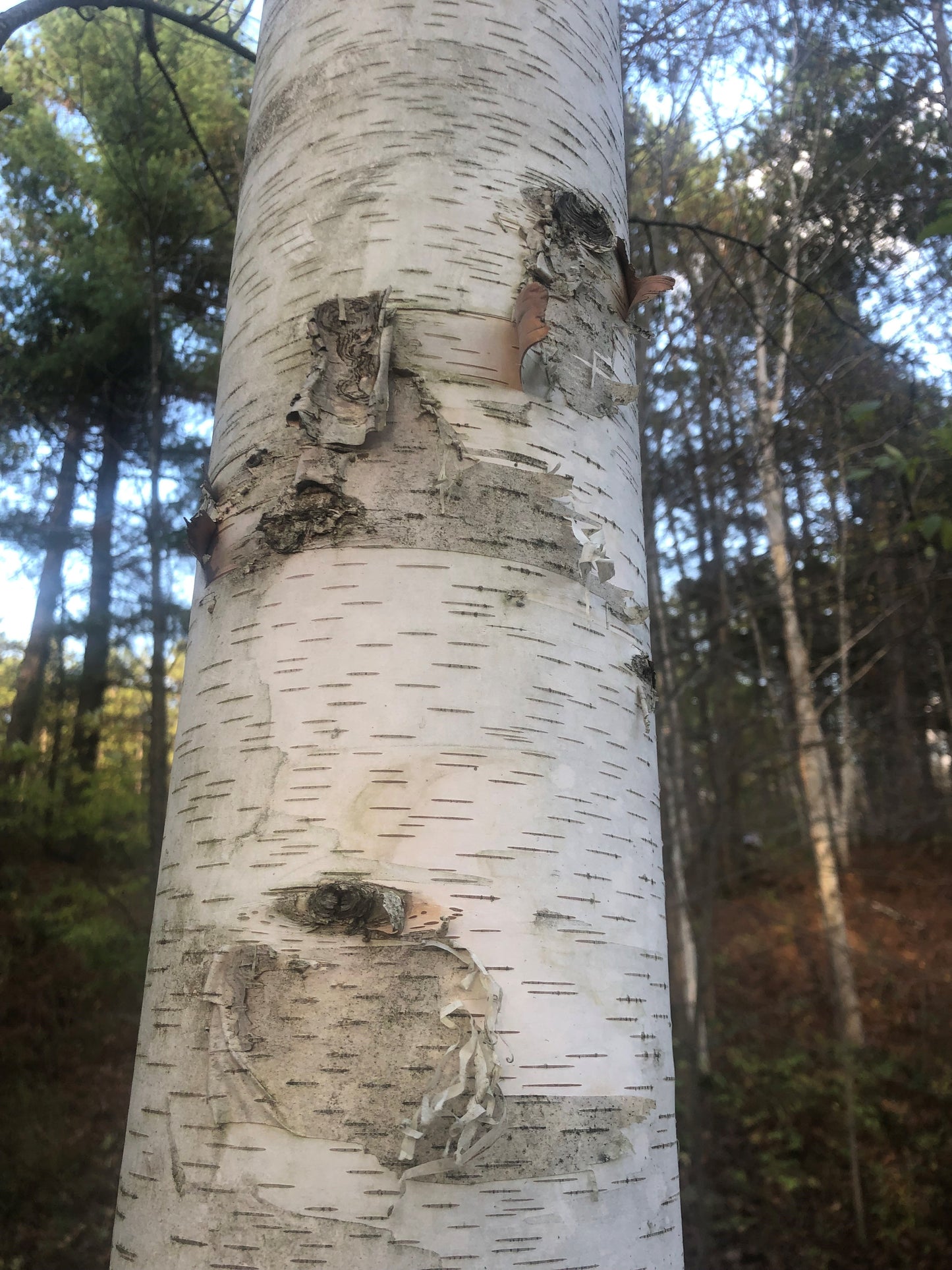 Paper Birch