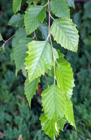 River Birch