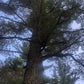 White Pine