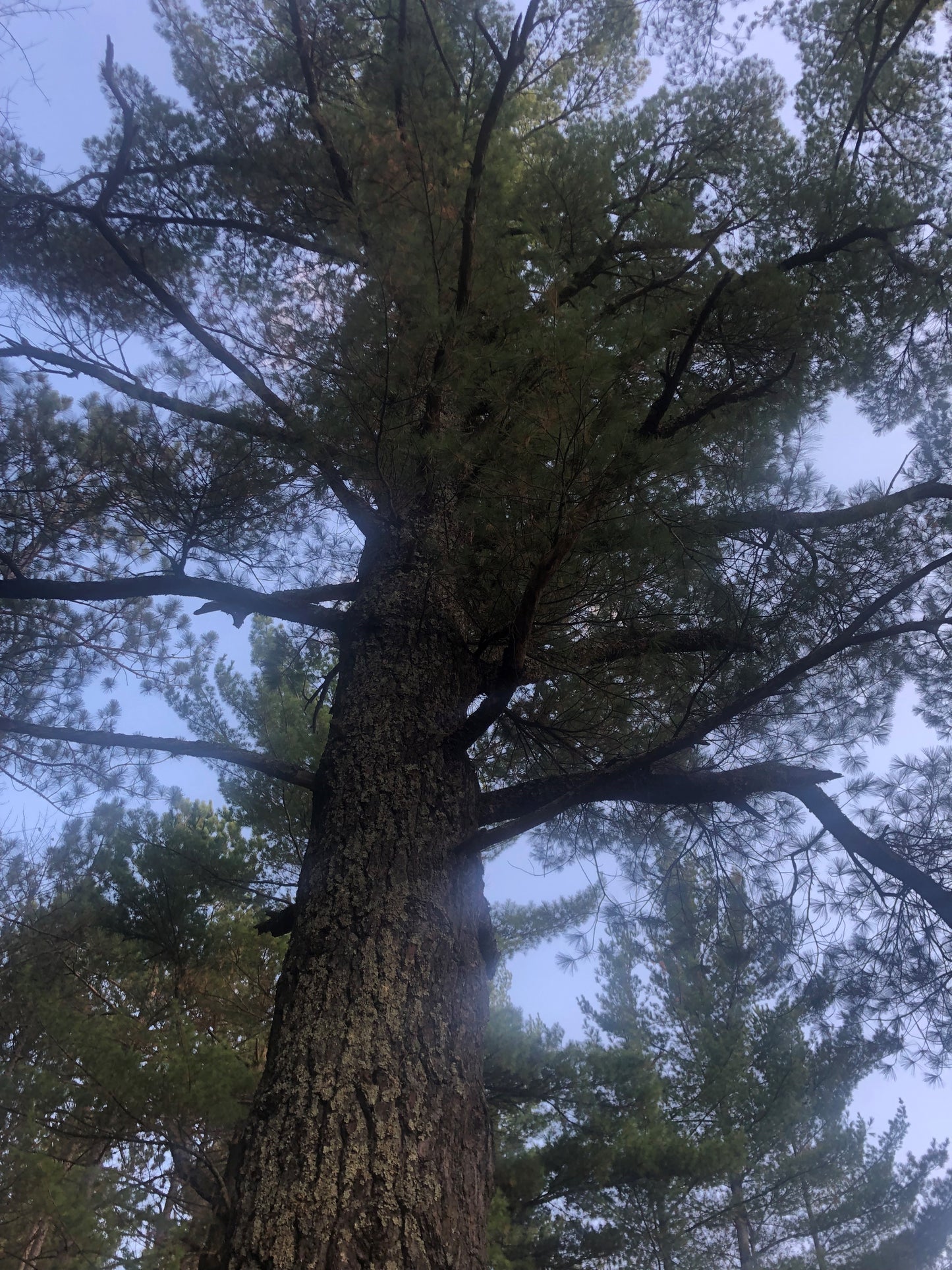 White Pine