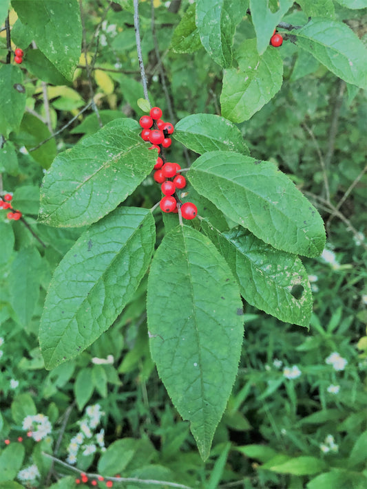 Winterberry