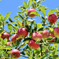 Domestic Apple