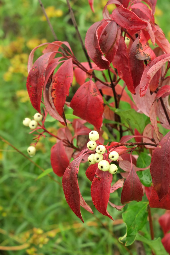 Gray Dogwood
