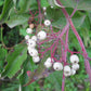 Gray Dogwood