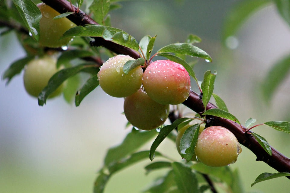 American Plum