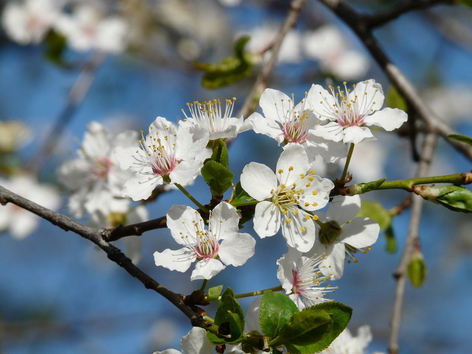 American Plum