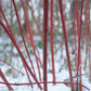 Red Osier Dogwood