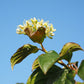 Red Osier Dogwood