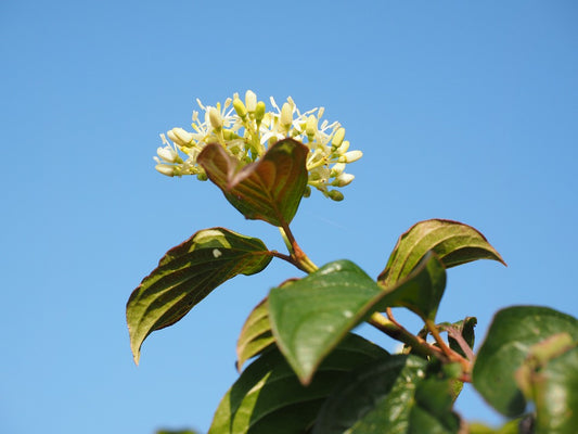 Red Osier Dogwood