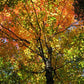 Sugar Maple
