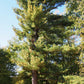 White Pine