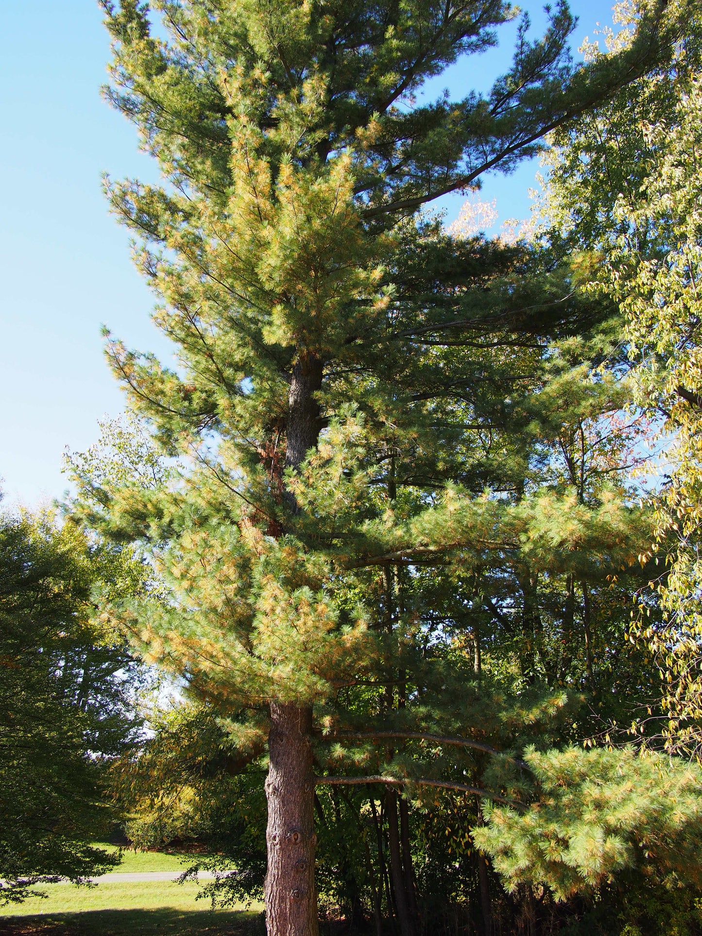 White Pine