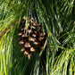 White Pine