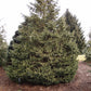 White Spruce